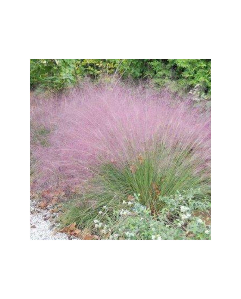 Muhlenbergia capillaris 2lt                       