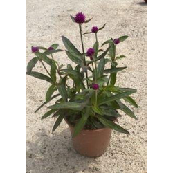 Gomphrena globosa m13                             