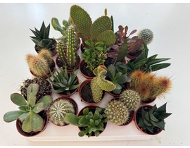 Cactus mix m5.5                                   