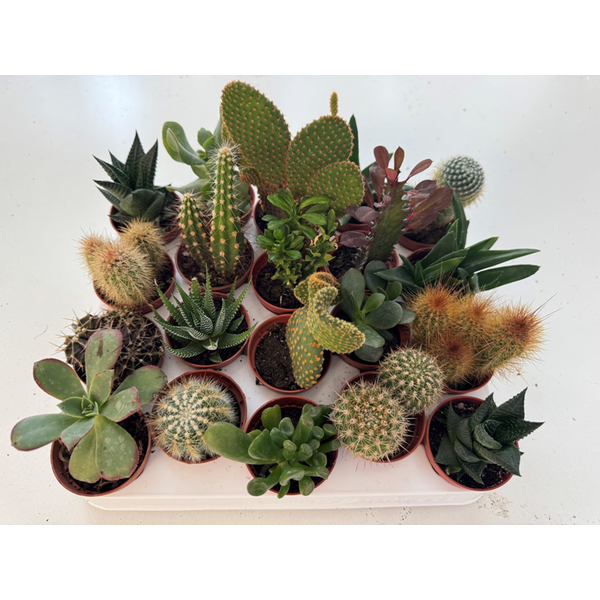 Cactus mix m5.5                                   