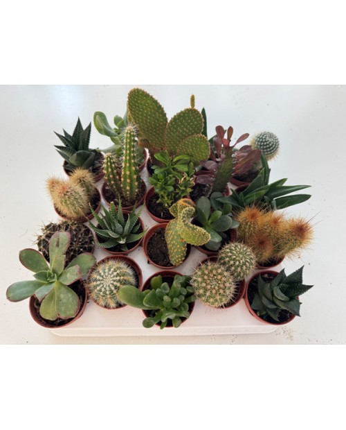 Cactus mix m5.5                                   