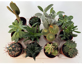 Cactus mix m8.5                                   