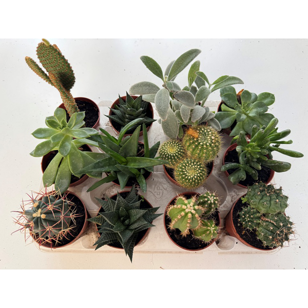 Cactus mix m8.5                                   