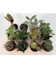 Cactus mix m8.5                                   