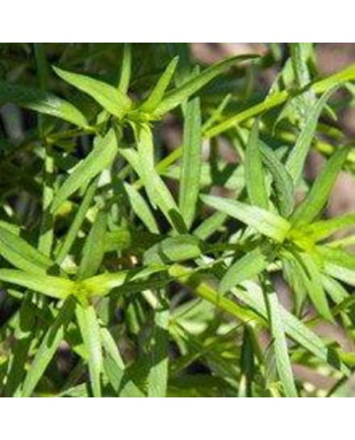 Estragon (artemisa dracunculus) m11               