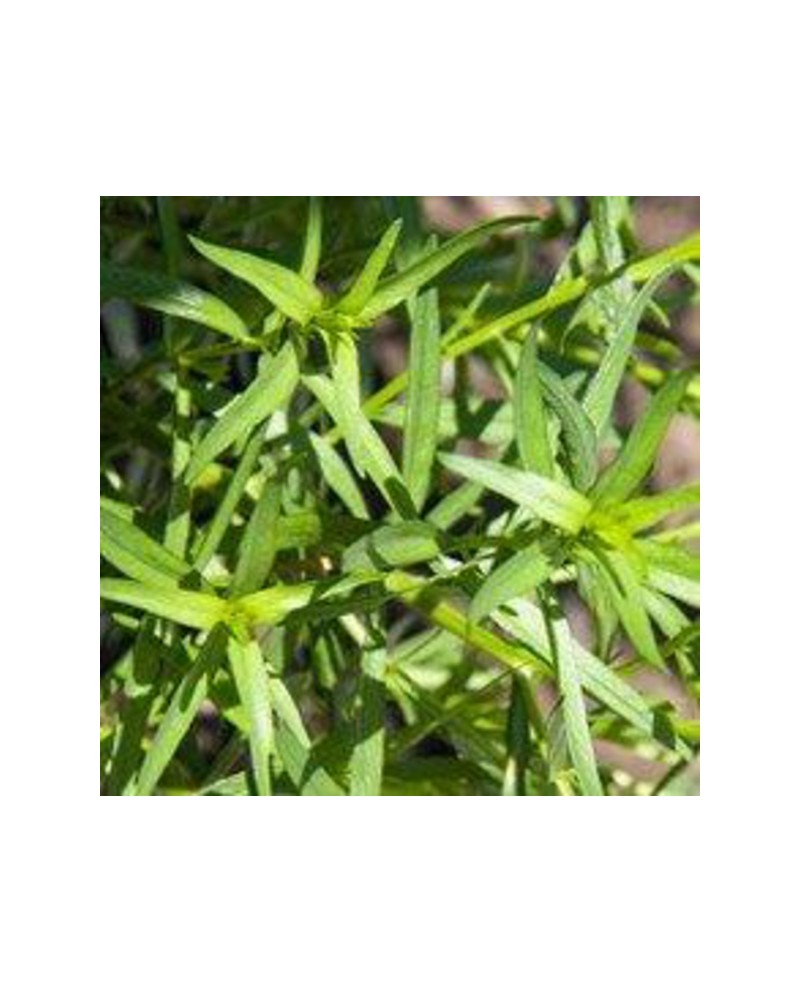 Estragon (artemisa dracunculus) m11               