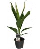 Cordyline fruti.conga m13                         
