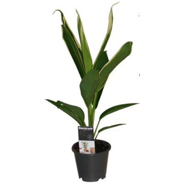 Cordyline fruti.conga m13                         