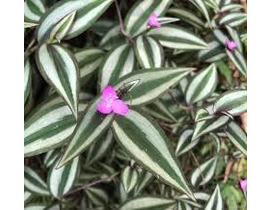 Tradescantia zebrina m10                          