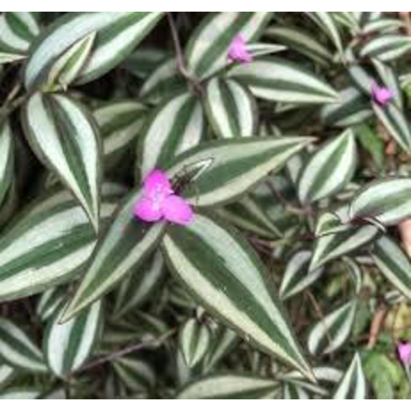 Tradescantia zebrina m10                          