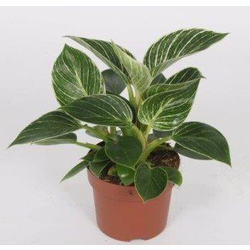 Philodendron birkinn m14                          