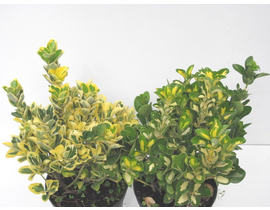 Euonimus japonica aurea - luna 10lt 40/50         