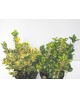Euonimus japonica aurea - luna 10lt 40/50         