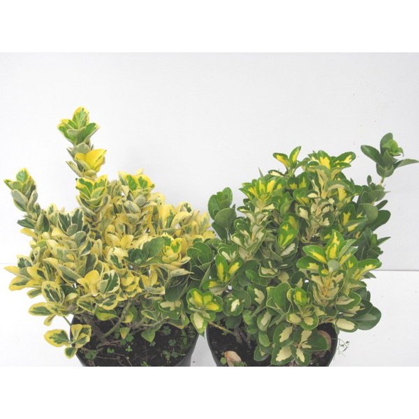 Euonimus japonica aurea - luna 10lt 40/50         