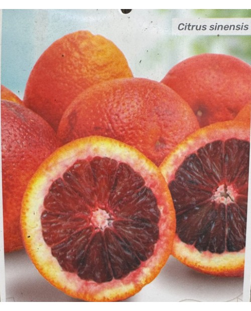 Naranjo sanguineum m25                            