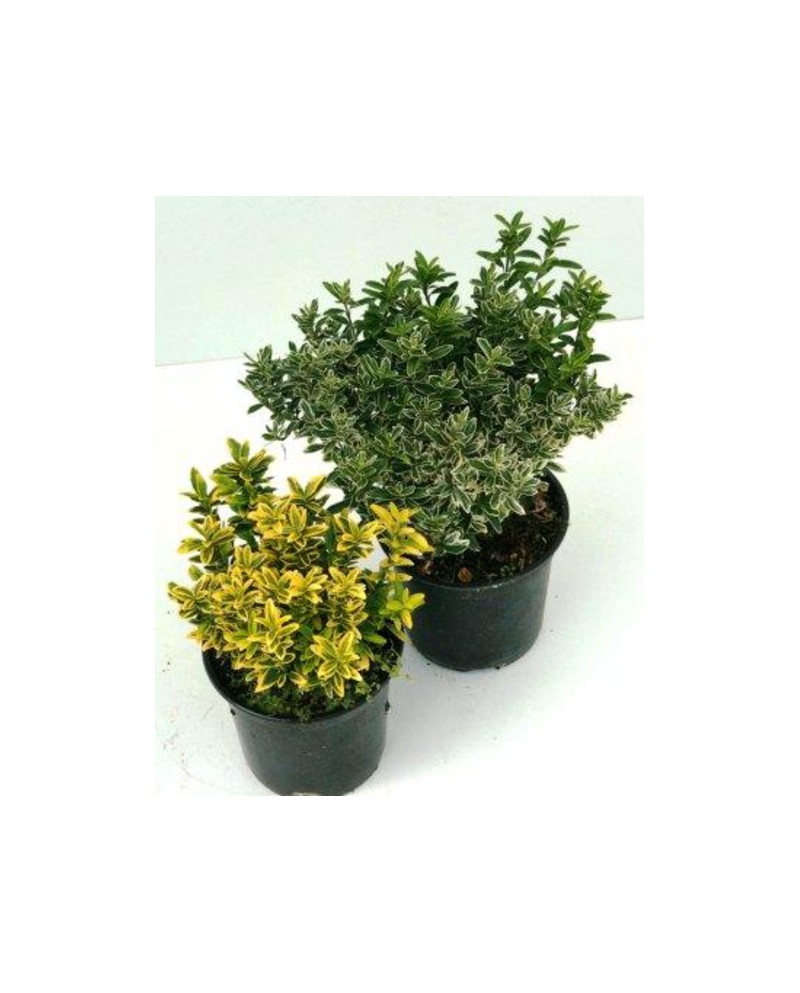 Euonimus microphillum mix m13                     