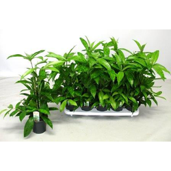 Dracaena suculosa m12                             