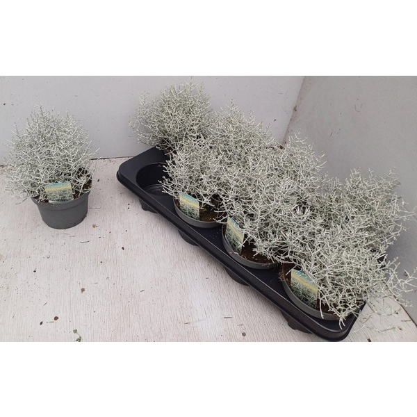 Calocephalus browni 12                            