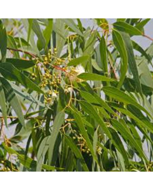 Eucalyptus citriodora m25 170-200                 
