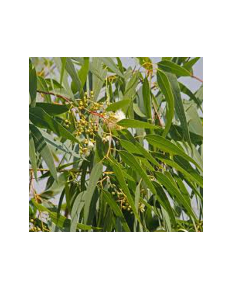 Eucalyptus citriodora m25 170-200                 