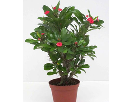Euphorbia milli m13                               