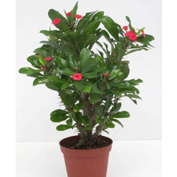 Euphorbia milli m13                               