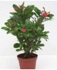 Euphorbia milli m13                               