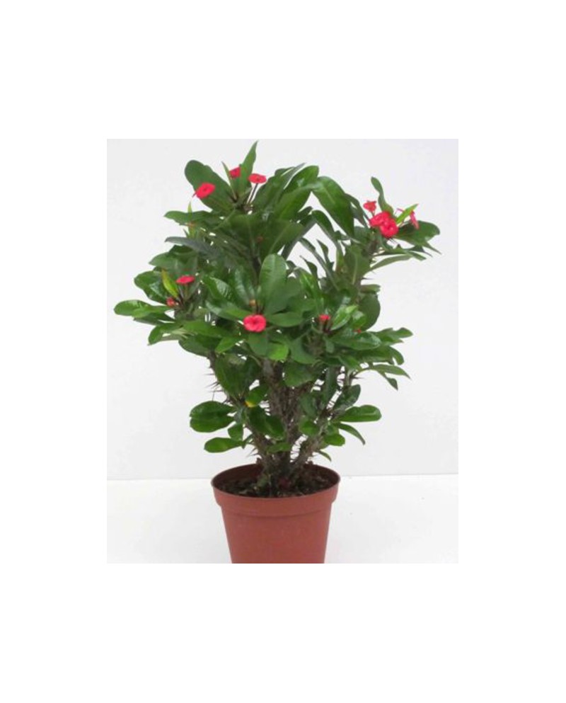 Euphorbia milli m13                               