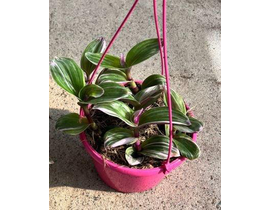 Tradescantia albiflora nanouk m15                 