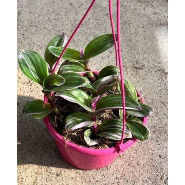 Tradescantia albiflora nanouk m15                 