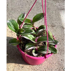 Tradescantia albiflora nanouk m15                 