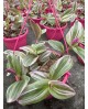 Tradescantia albiflora nanouk m15                 