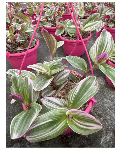 Tradescantia albiflora nanouk m15                 