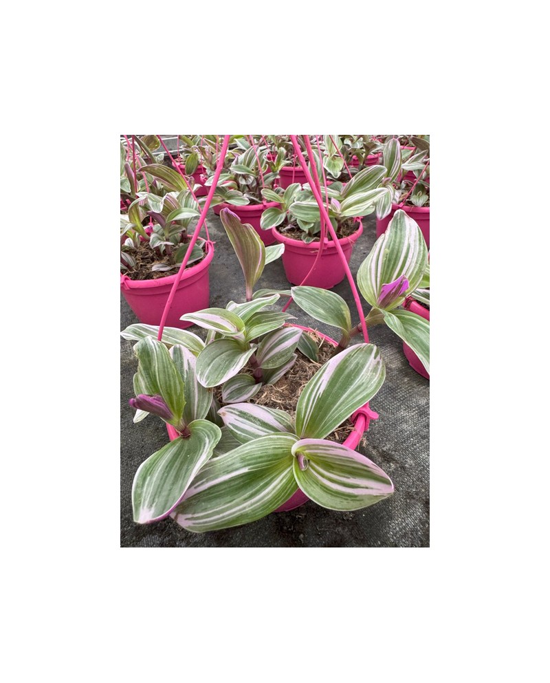Tradescantia albiflora nanouk m15                 
