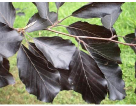 Fagus sylvatica atropurpurea m25 100/125          