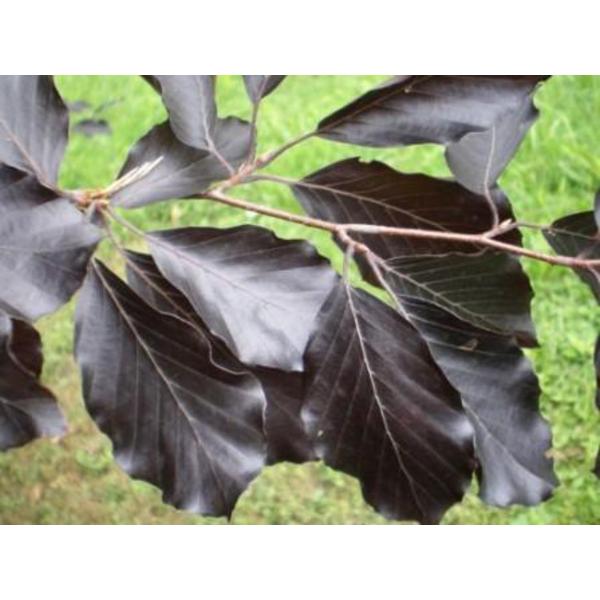 Fagus sylvatica atropurpurea m25 100/125          