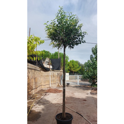 Ligustrum japonica truana copa 14/16 maceta       