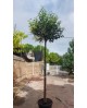 Ligustrum japonica truana copa 14/16 maceta       