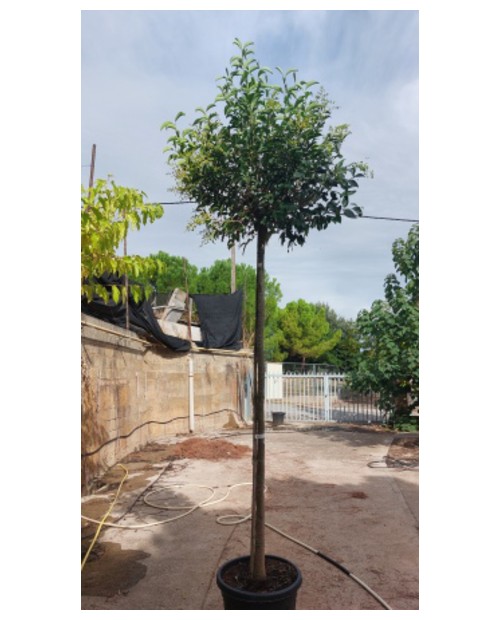 Ligustrum japonica truana copa 14/16 maceta       