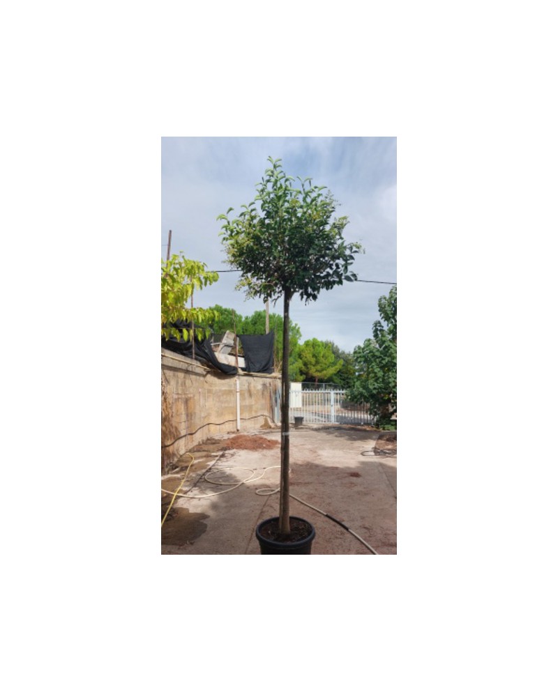 Ligustrum japonica truana copa 14/16 maceta       