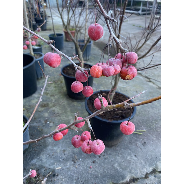 Malus everest perpetuo 12/14 cont.                
