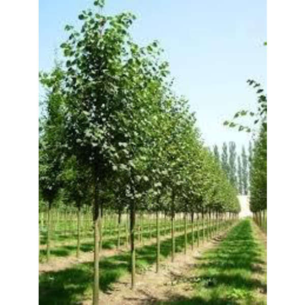 Tilia cordata green spire 10/12 maceta            
