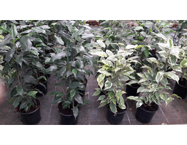 Ficus benjamina mix m13                           