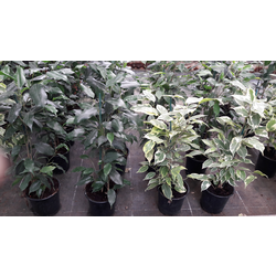 Ficus benjamina mix m14                           