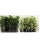 Ficus benjamina mix m11                           