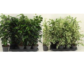 Ficus benjamina mix m11                           