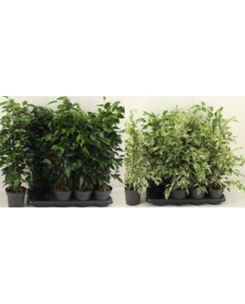 Ficus benjamina mix m14                           