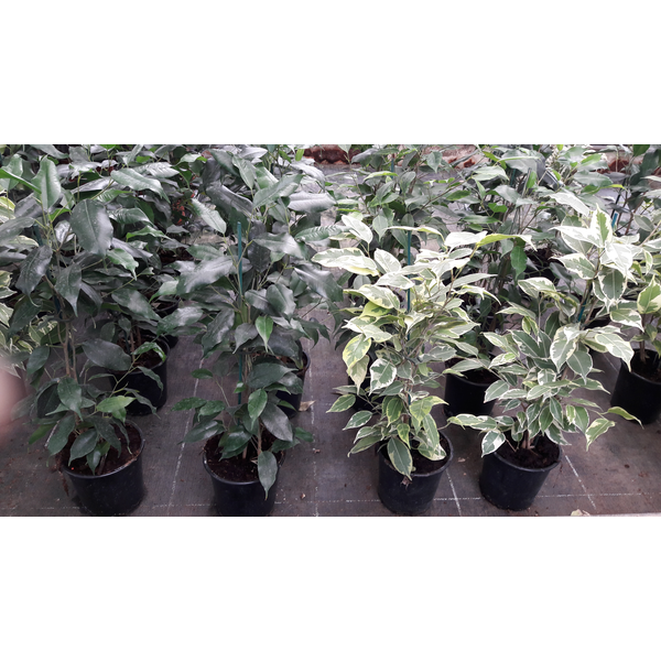 Ficus benjamina mix m11                           