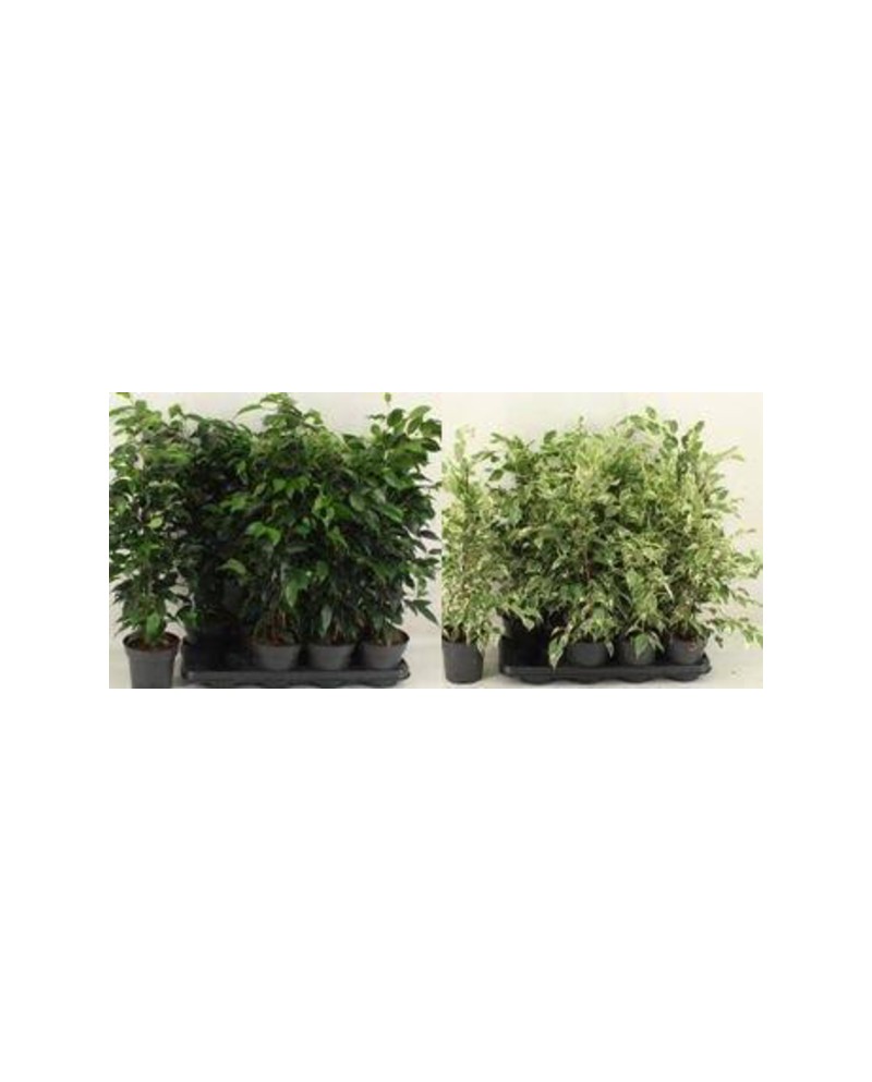 Ficus benjamina mix m14                           