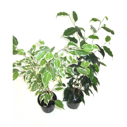 Ficus benjamina mix m14                           